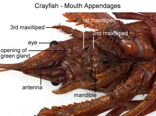 Crayfish Appendages